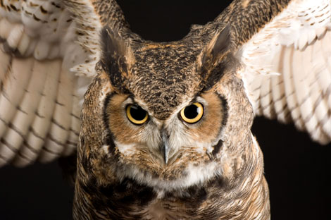 great-horned-owl